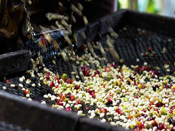 “Chế biến ướt” cà phê bằng chế phẩm enzyme